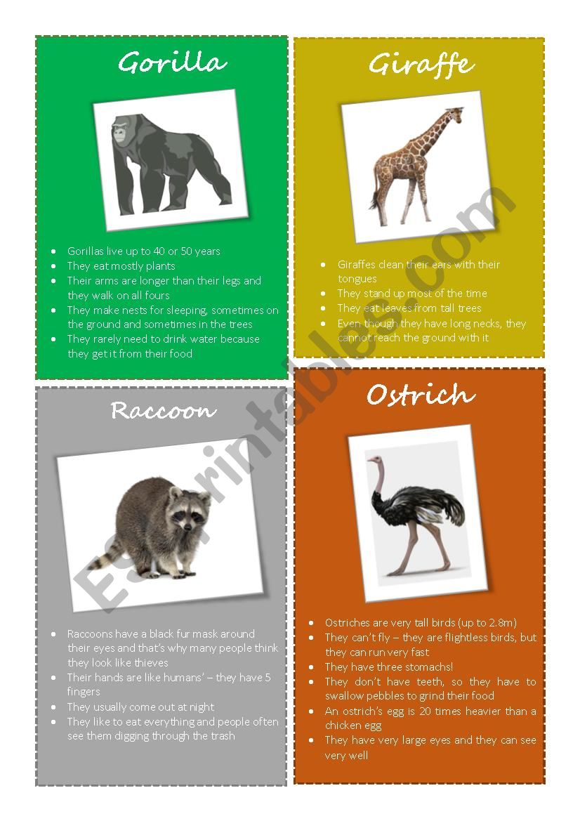 Animal facts - Gorilla, Giraffe, Raccoon, Ostrich (2/2)