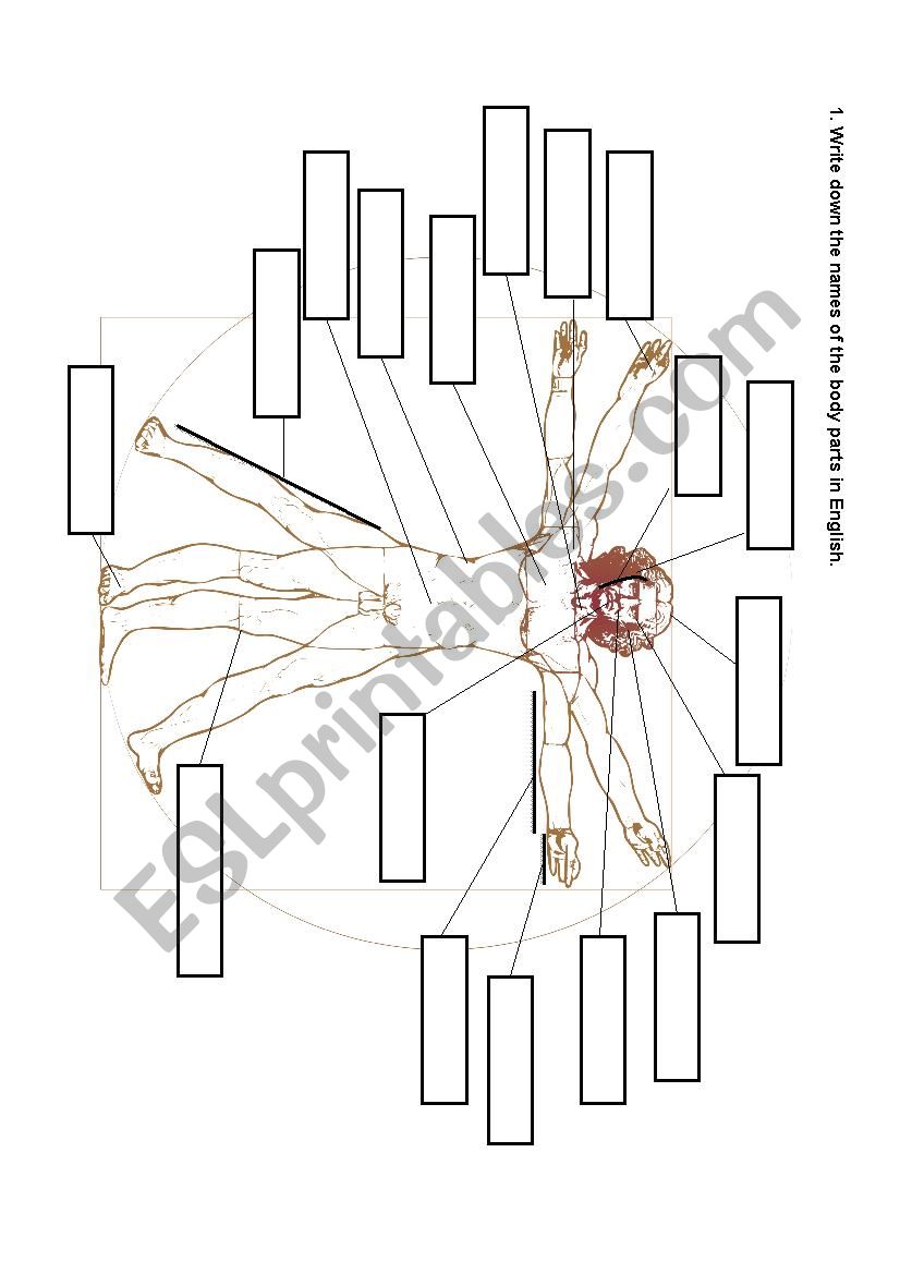 Vitruvian man worksheet