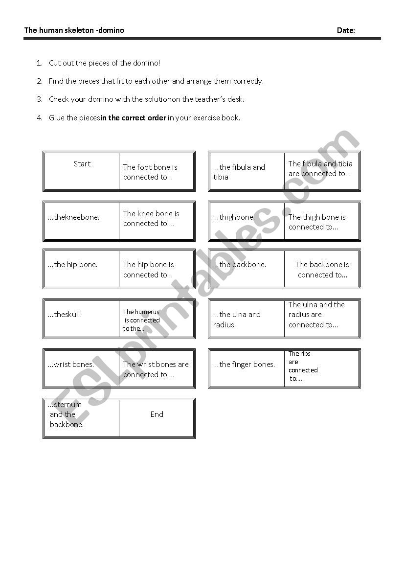 Human Skeleton Domino worksheet