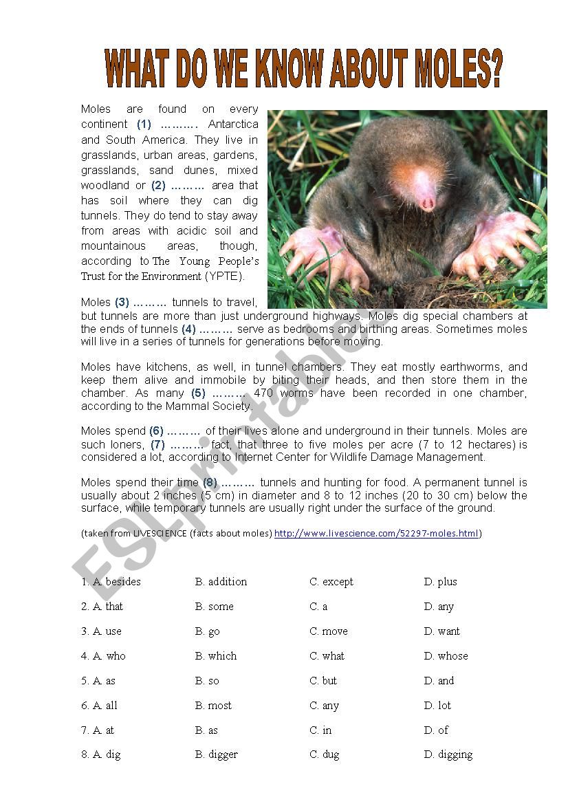 USE OF ENGLISH ACTIVITY (PET) worksheet