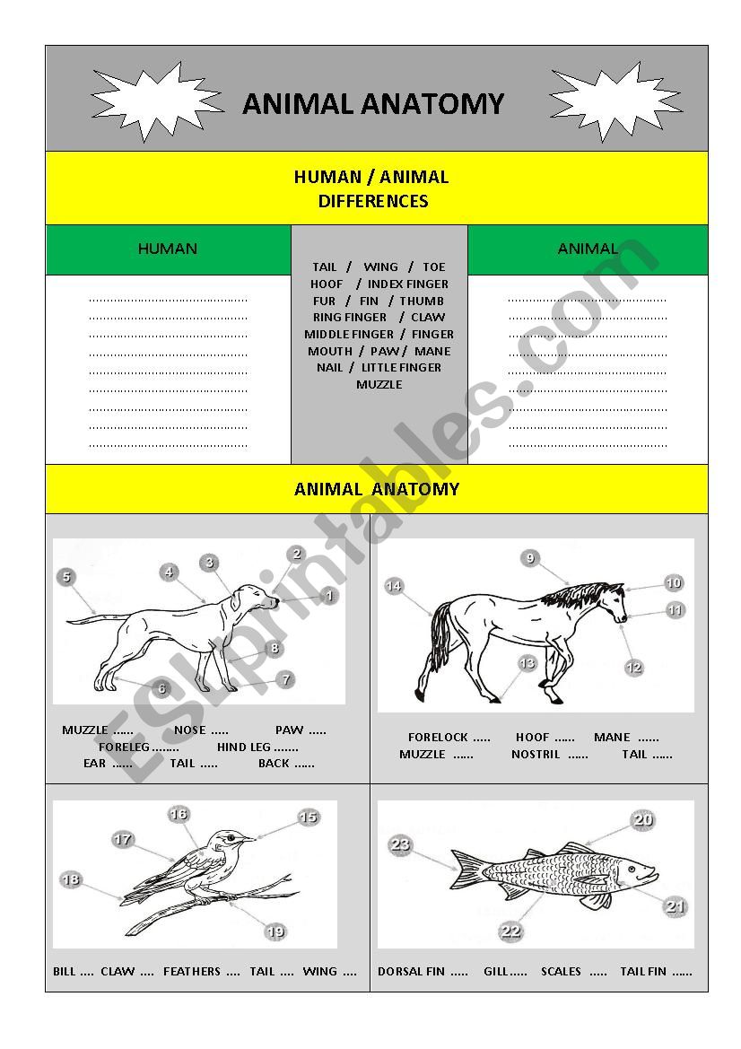 animal anatomy  worksheet