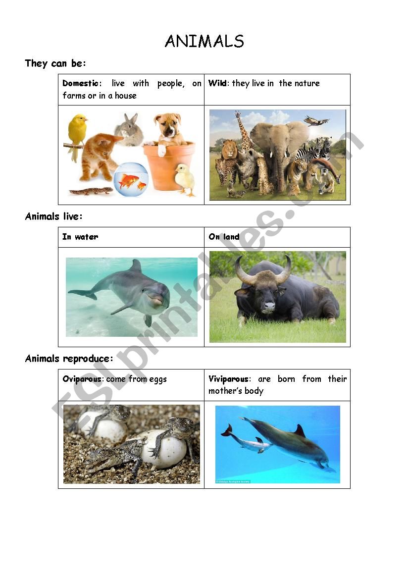 Describe an animal worksheet