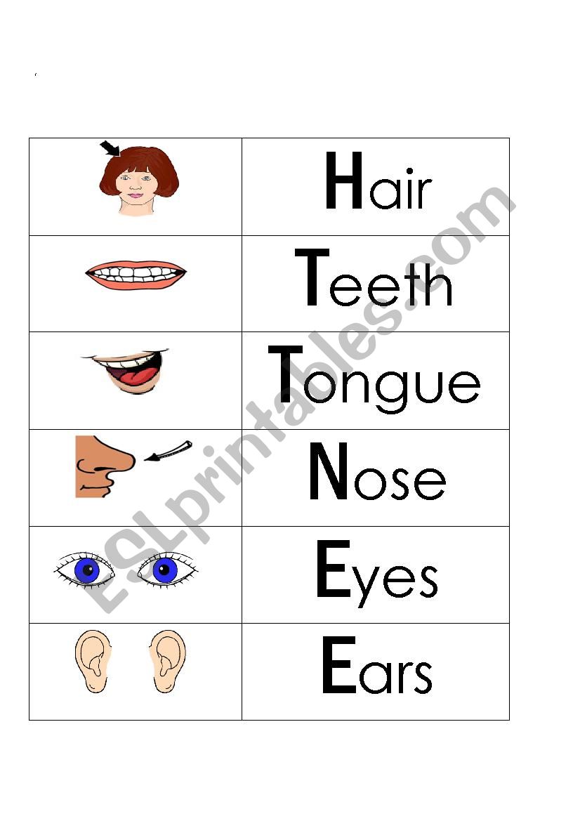 Parts of My Face worksheet