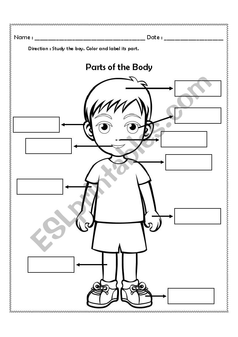parts of the body worksheet