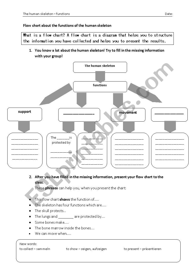 Flow Chart of the functions of a human Skeleton