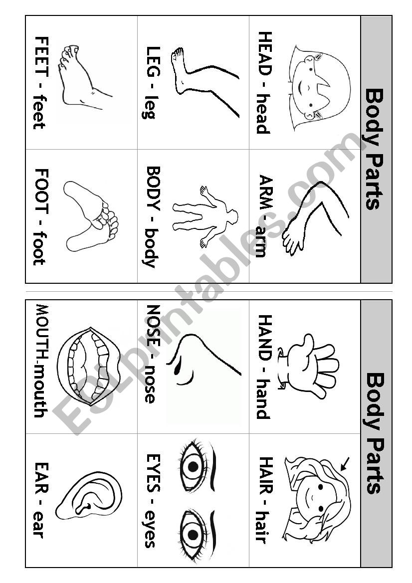 BODY PARTS FLASHCARDS worksheet