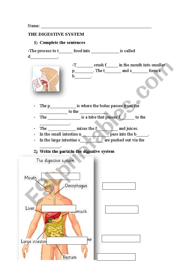 The digestive system test worksheet