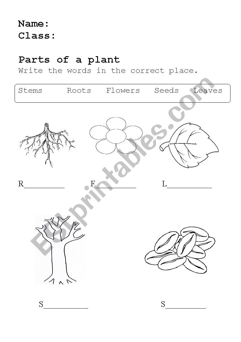 Parts of a plant worksheet