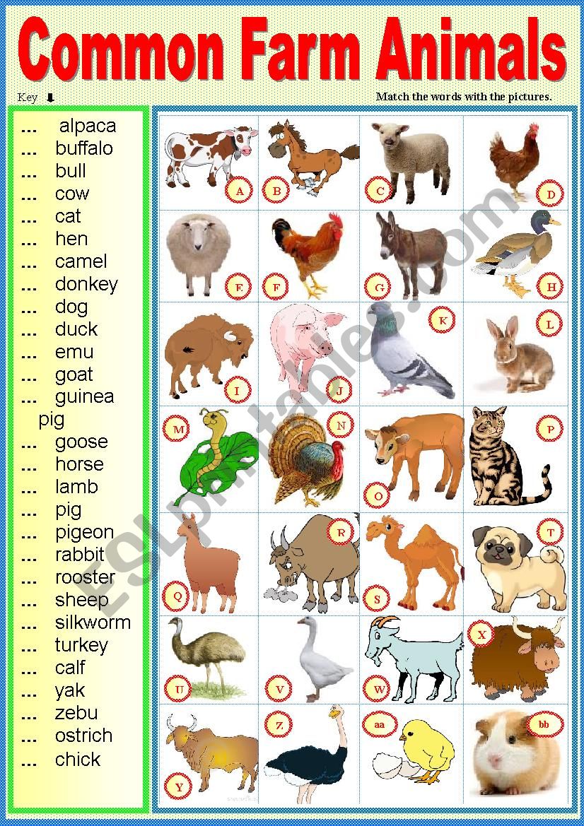 Common farm animals. Matching ex + key - ESL worksheet by karagozian