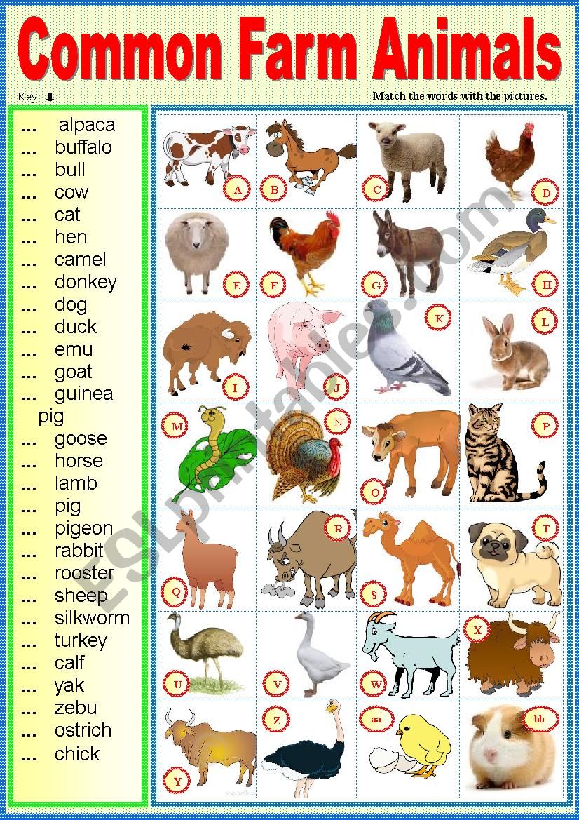 Common farm animals. Matching ex + key