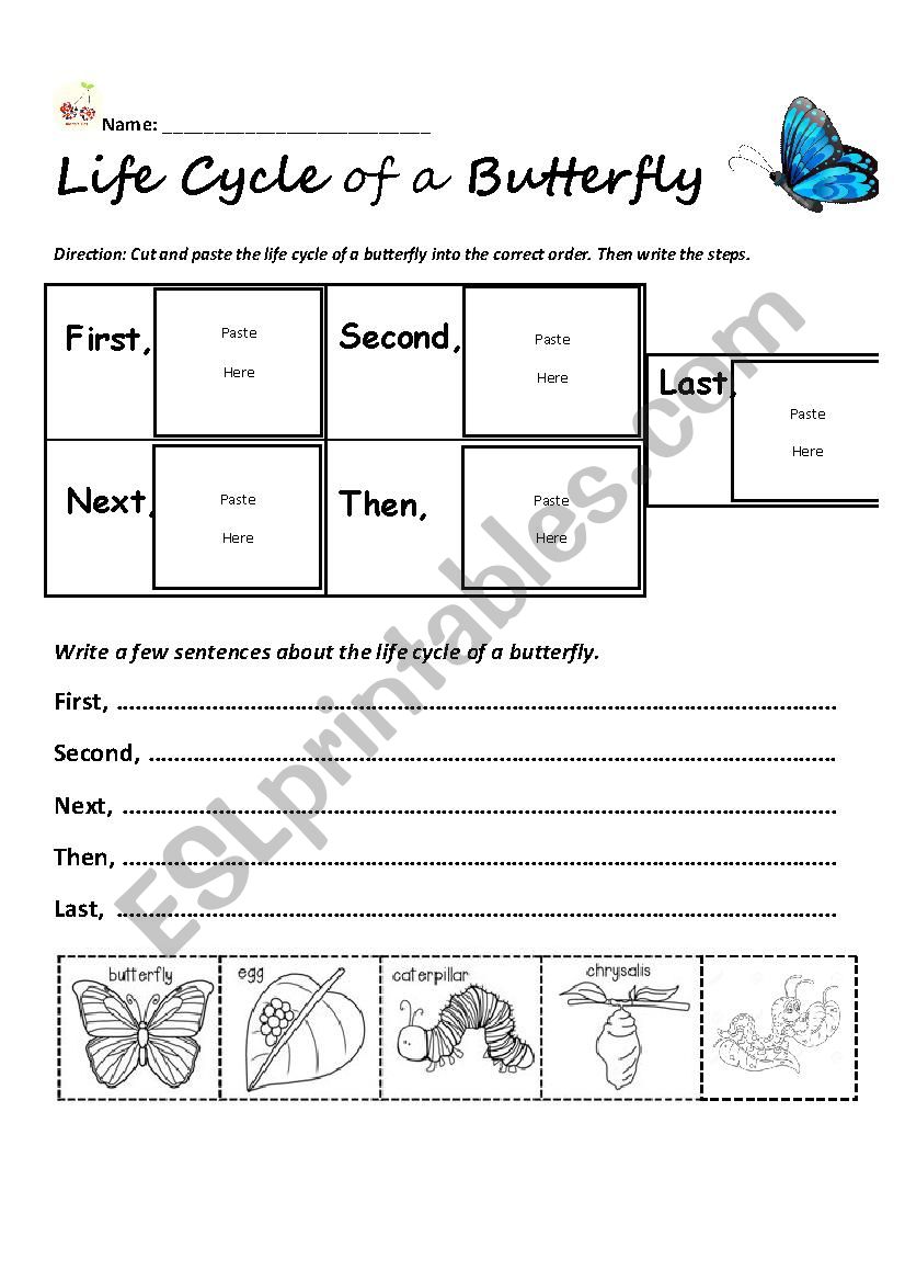 Life cycle of a butterfly worksheet
