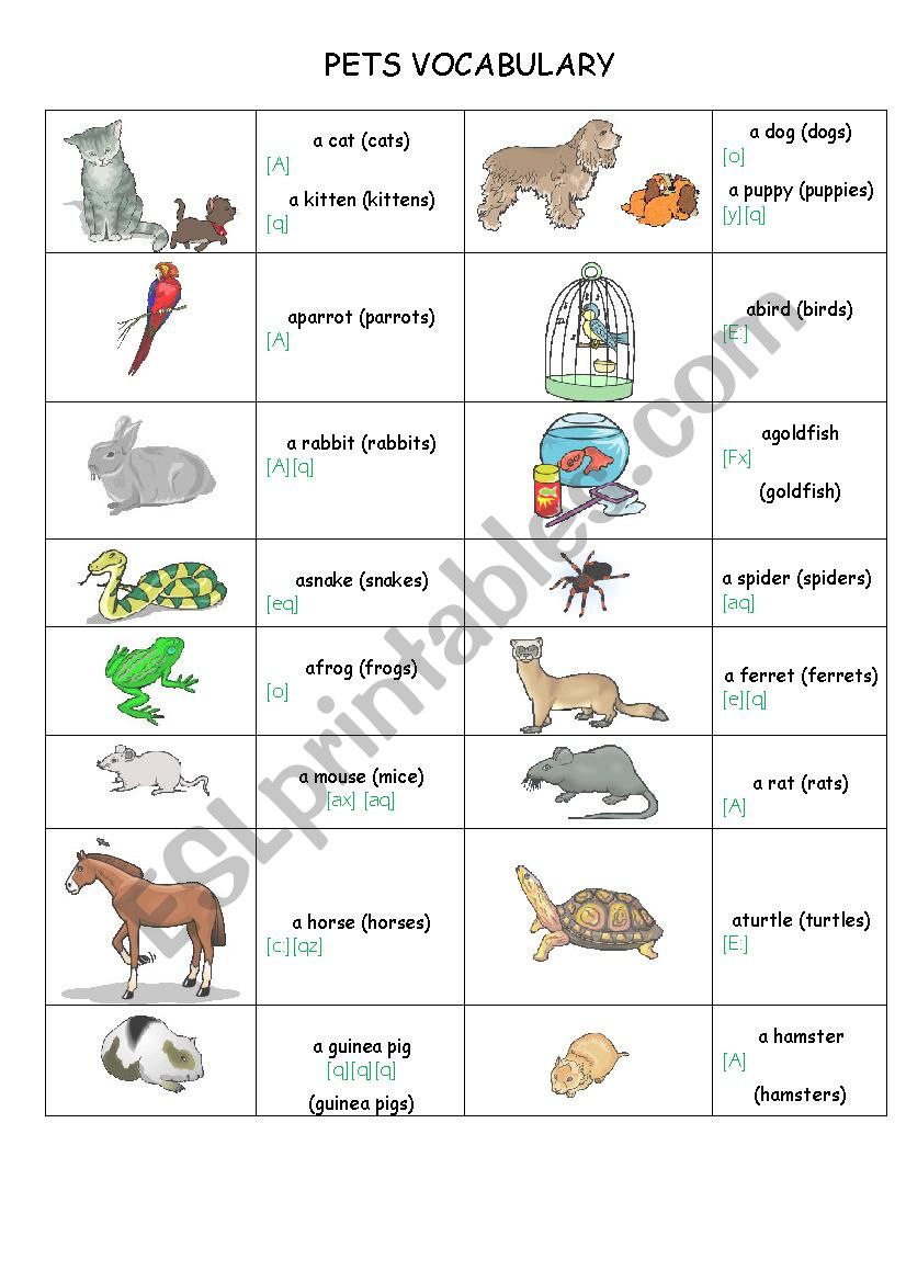 Pets vocabulary worksheet