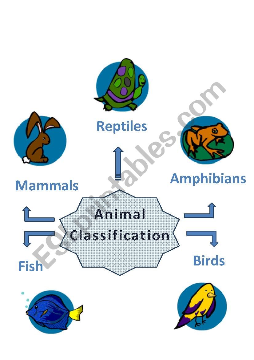 Animal Classification worksheet