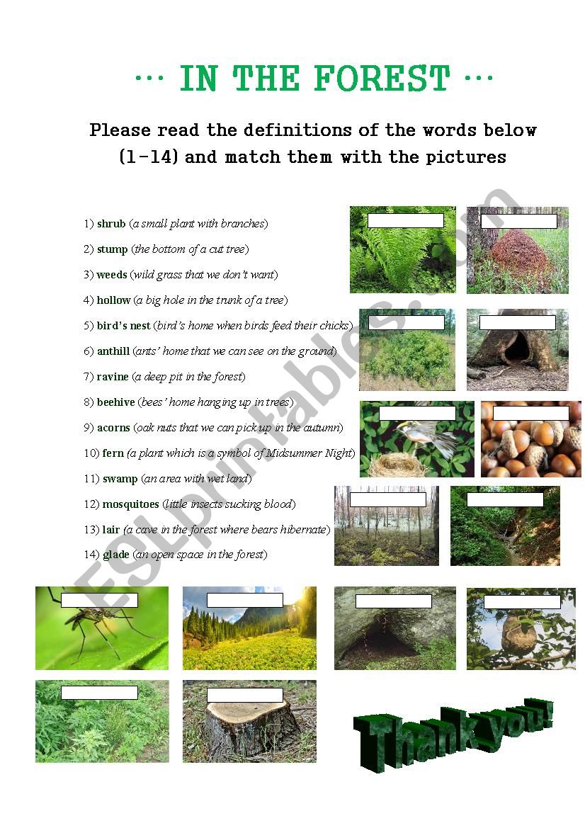 FOREST VOCABULARY worksheet