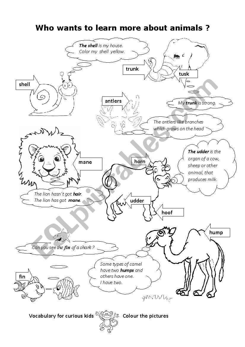 To learn more about animals worksheet