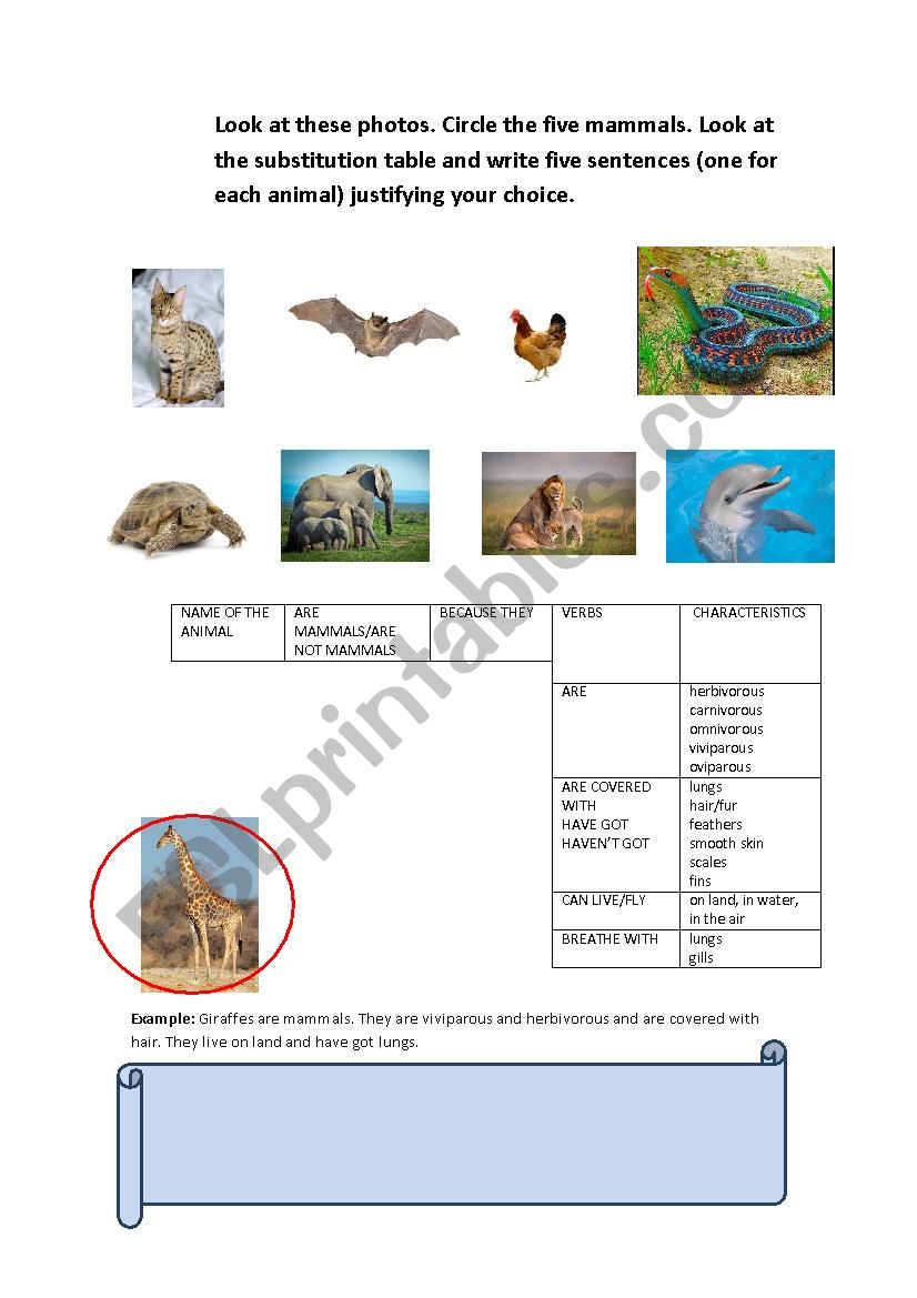 mammals worksheet