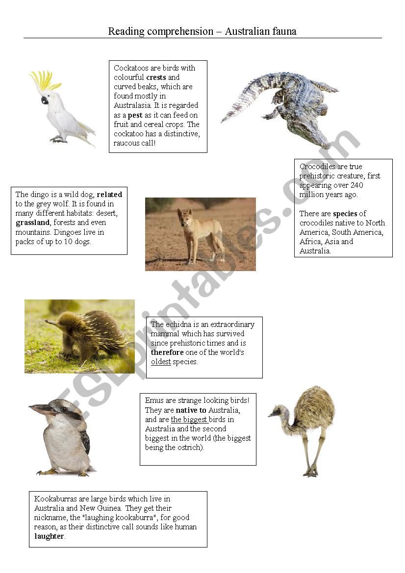 Australian fauna - reading comprehension