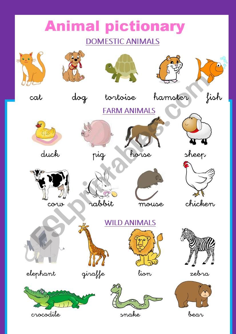 Animal pictionary worksheet