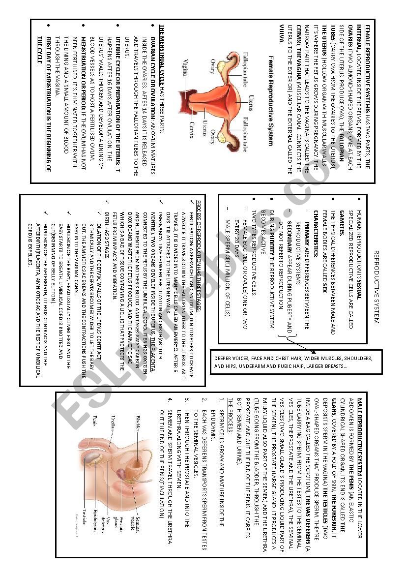 REPRODUCTIVE SYSTEM POSTER worksheet