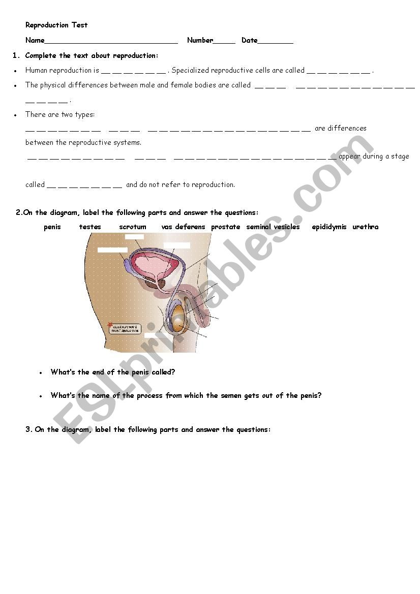 REPRODUCTIVE SYSTEM TEST worksheet