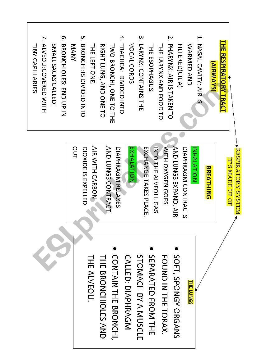 RESPIRATORY SYSTEM worksheet