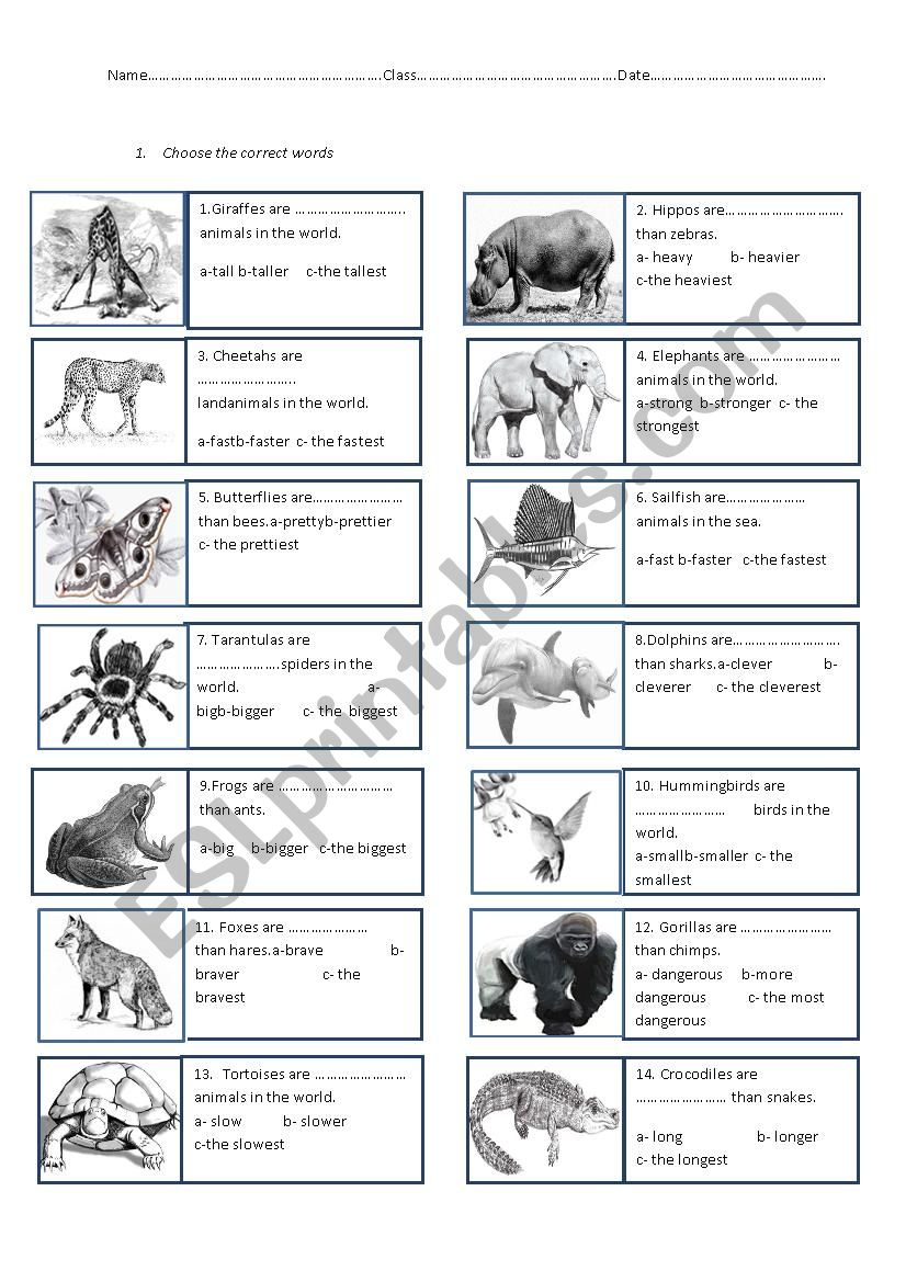 Comparatives and superlatives. Animals