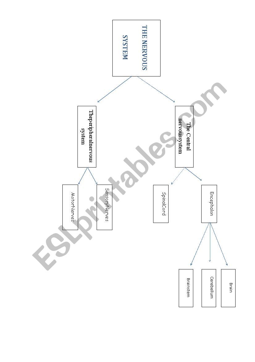 Nervous System  worksheet