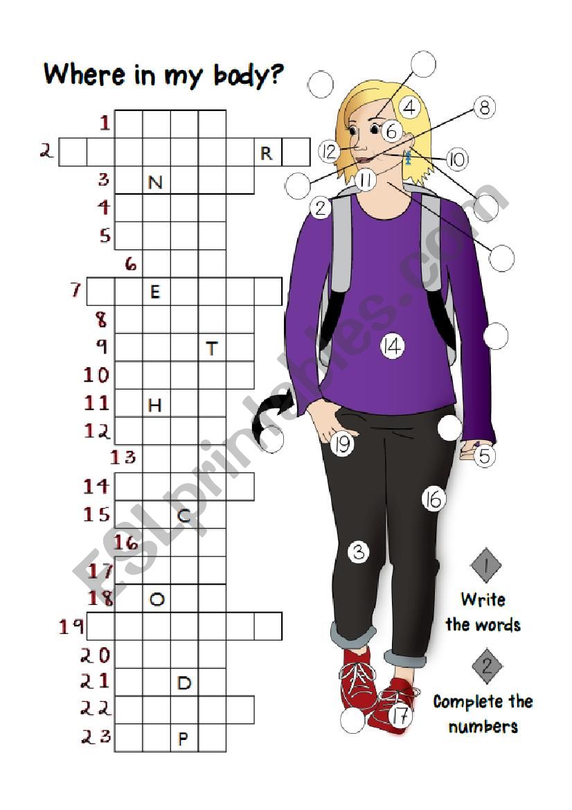 Body crossword worksheet