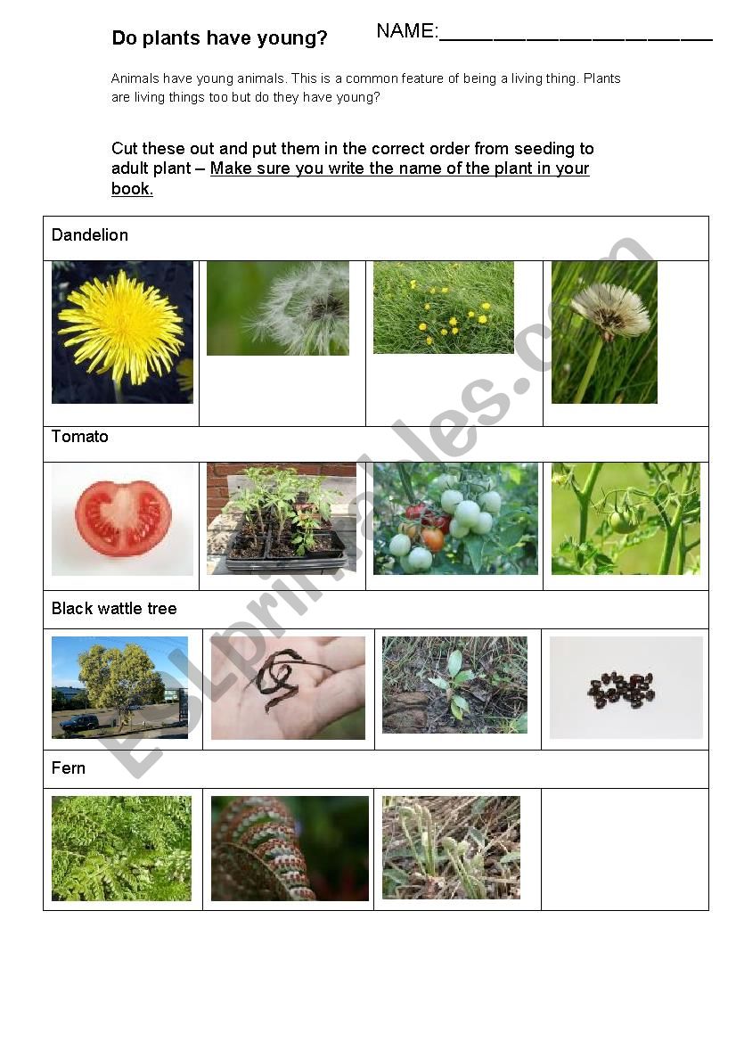 Seed to Adult Plant cut and paste activity 