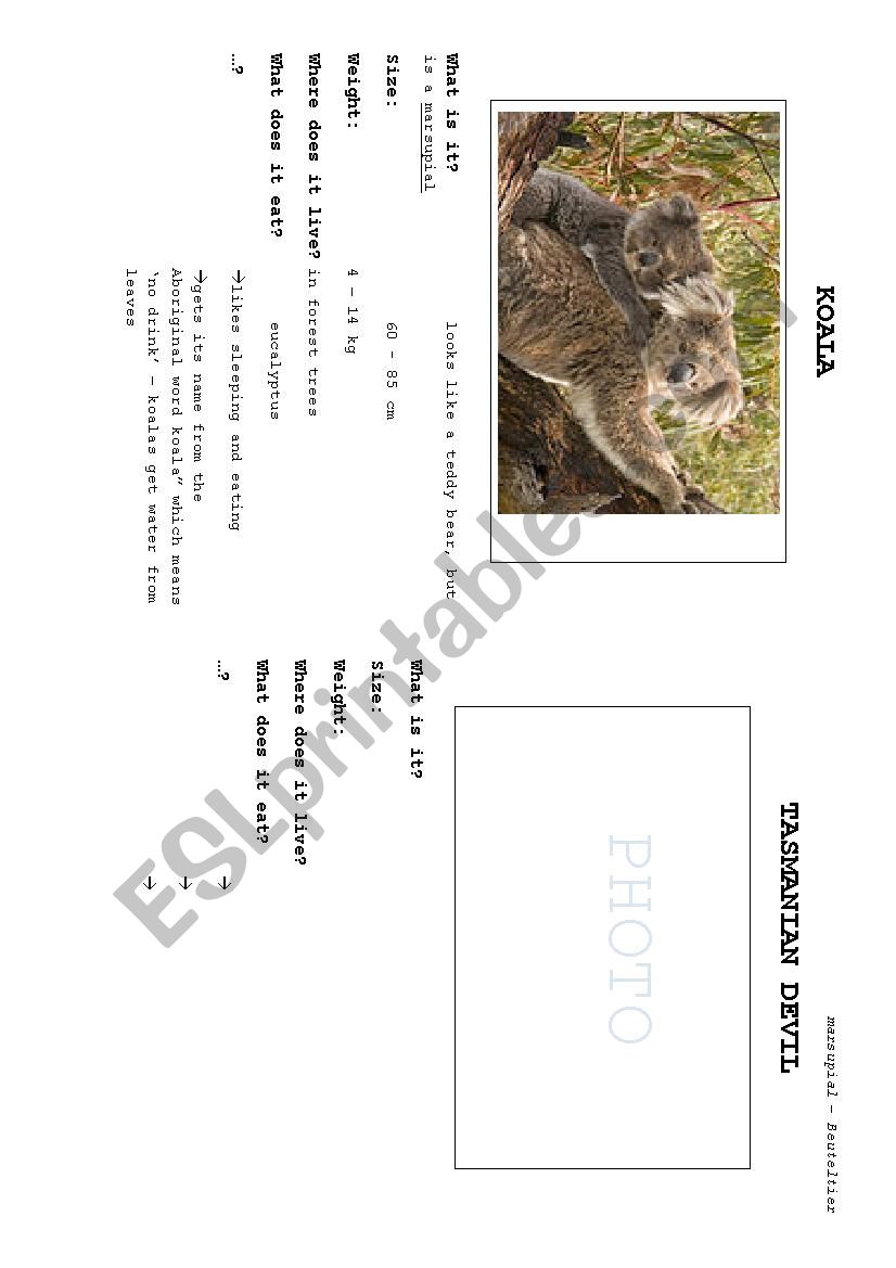 Australias funniest animals worksheet