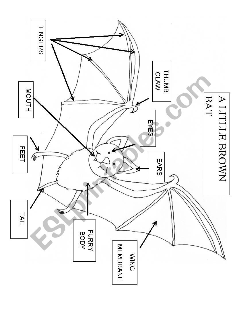 A LITTEL BROWN BAT worksheet