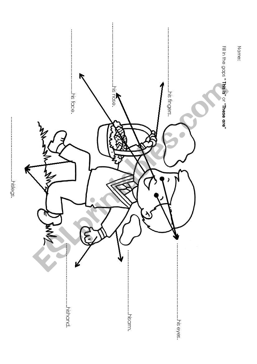 parts of the body worksheet