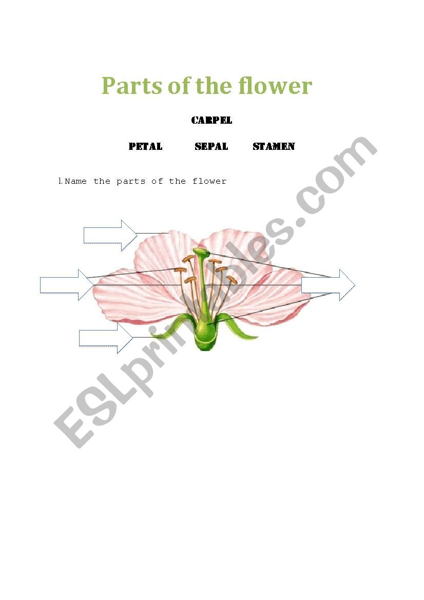 Parts of the flower worksheet