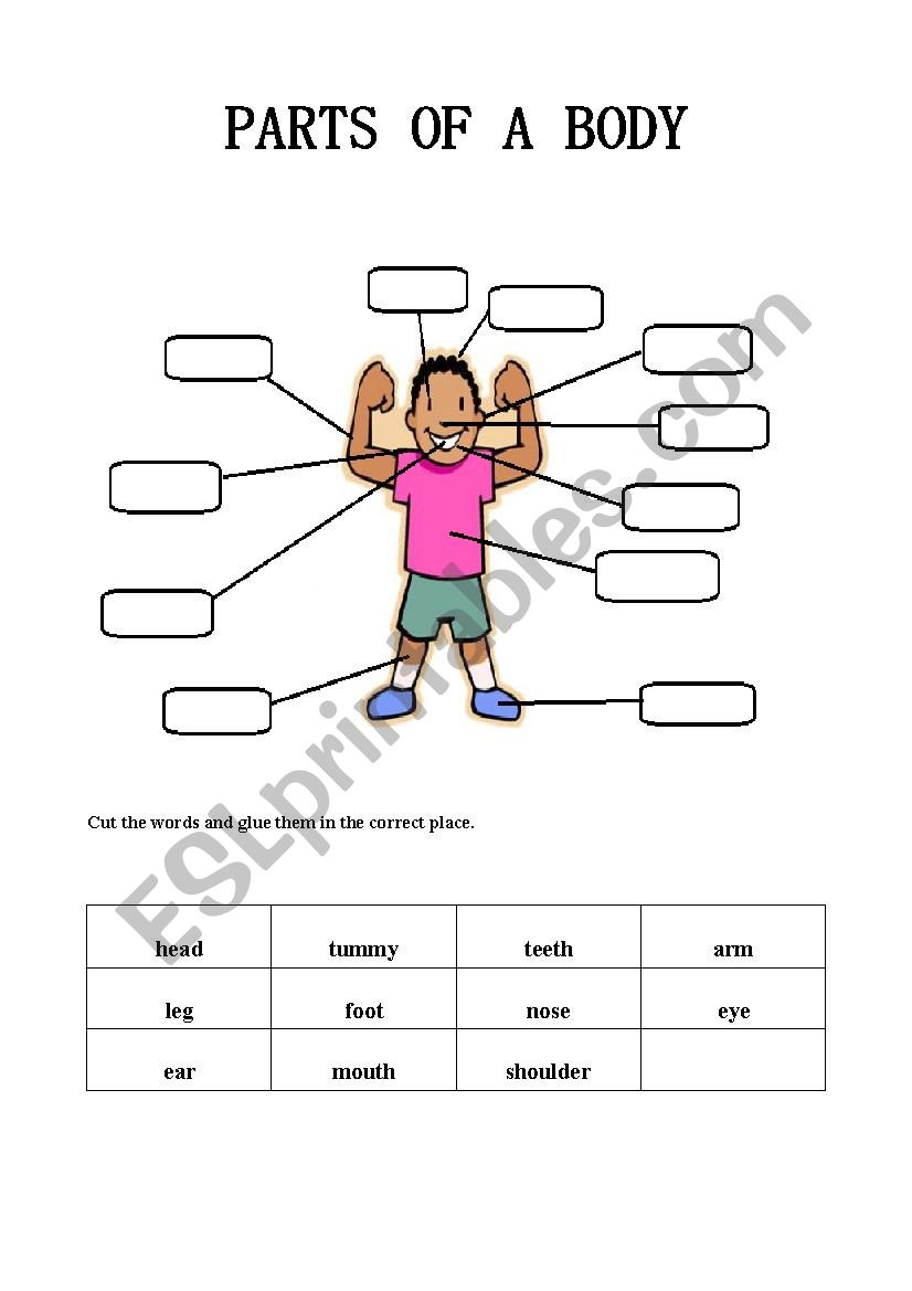 Parts of a body worksheet