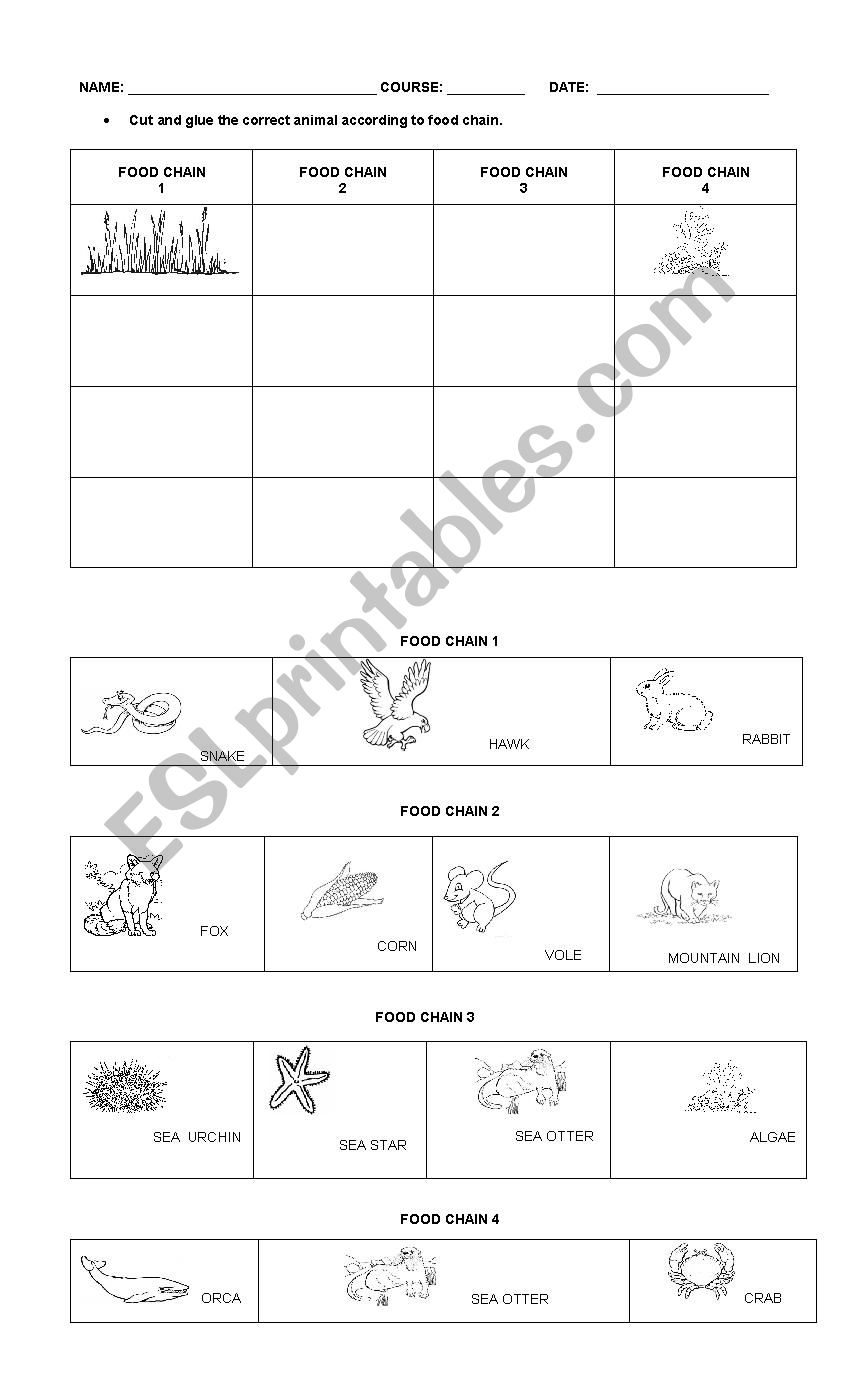 THE FOOD CHAIN worksheet