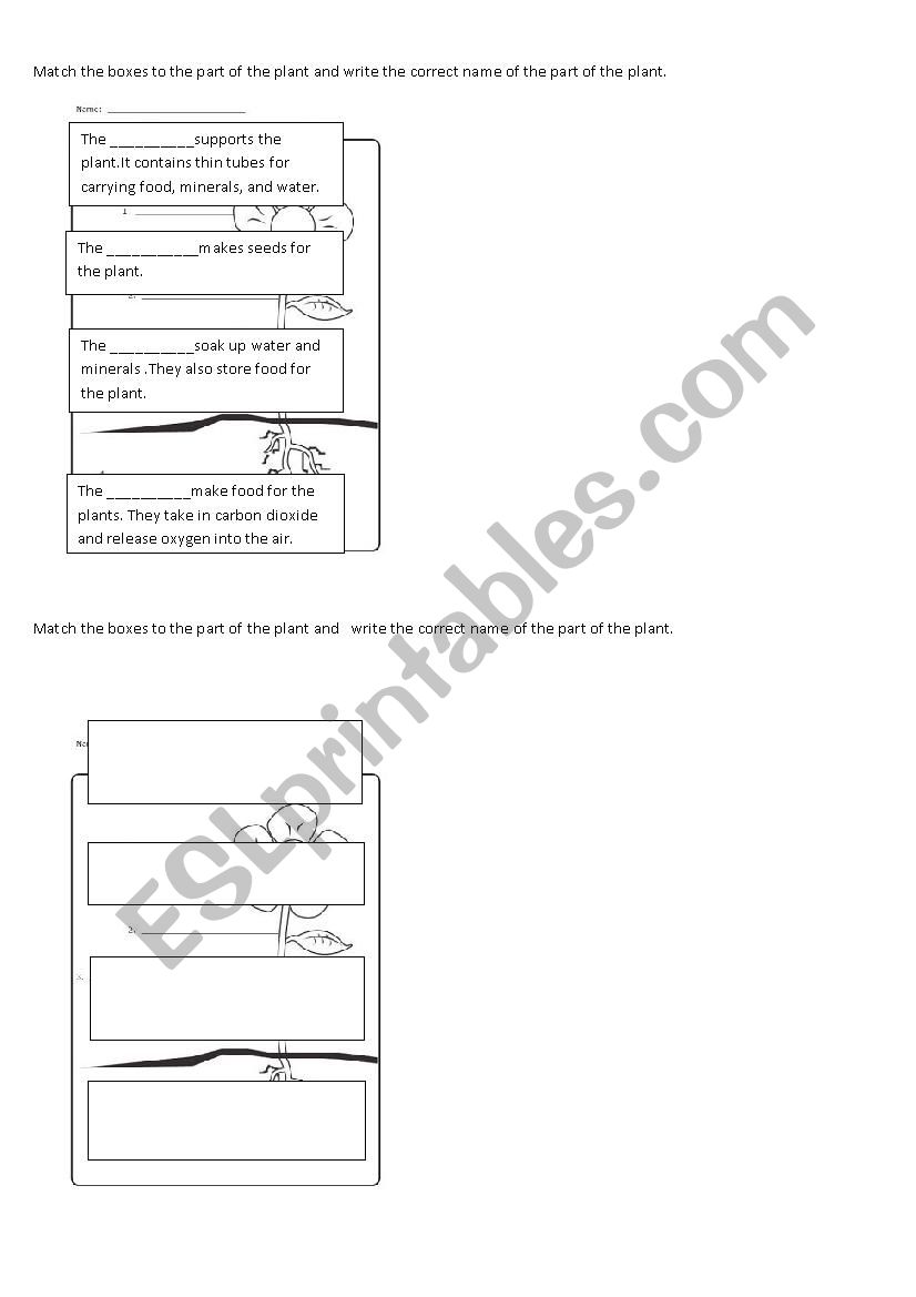 parts of a plant worksheet
