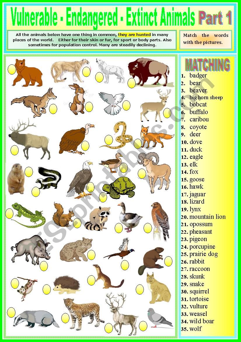 Vulnerable - Endangered - Extinct animals. Matching ex + KEY.