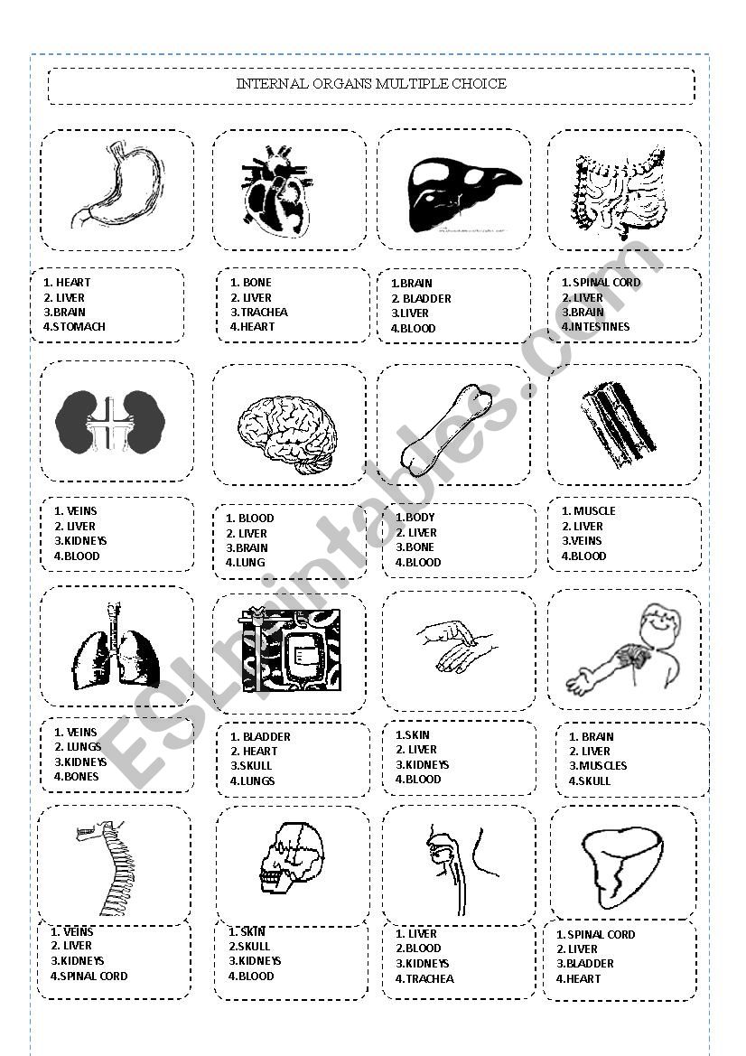 Internal Organs worksheet