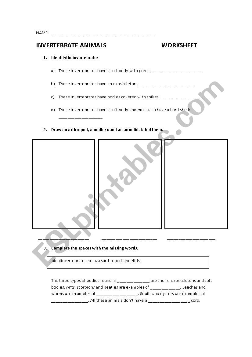 Invertebrates worksheet worksheet