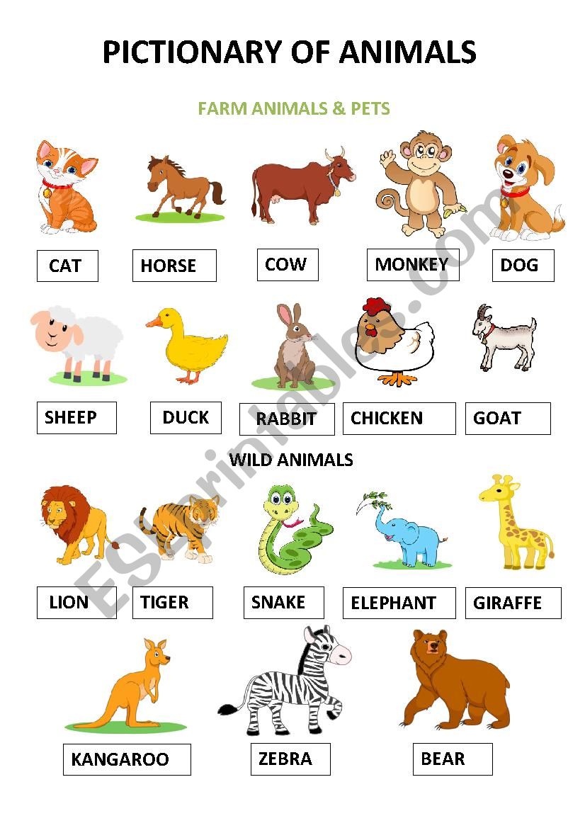 Animals Pictionary worksheet