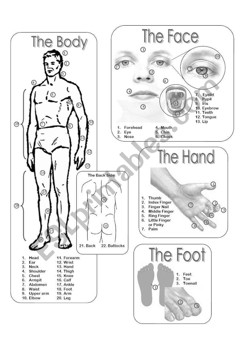 The Body Picture Dictionary - Greyscale 30.07.08