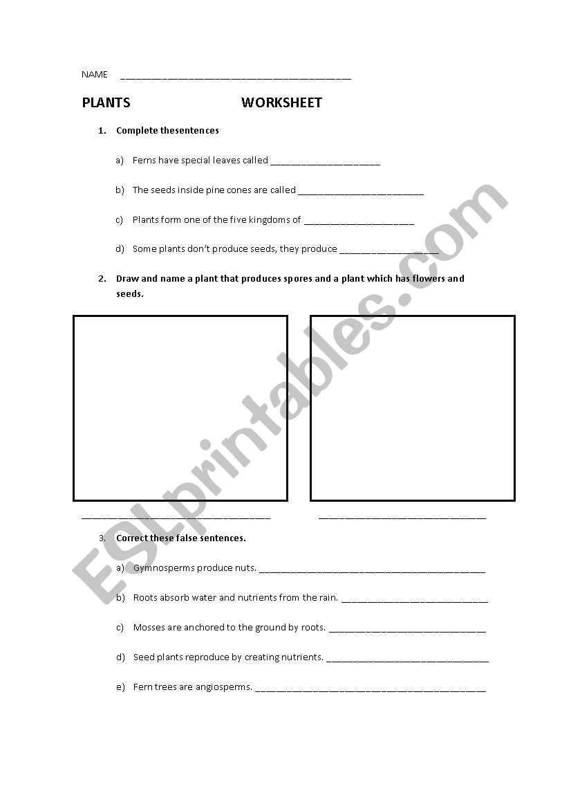 Worksheet Plants worksheet