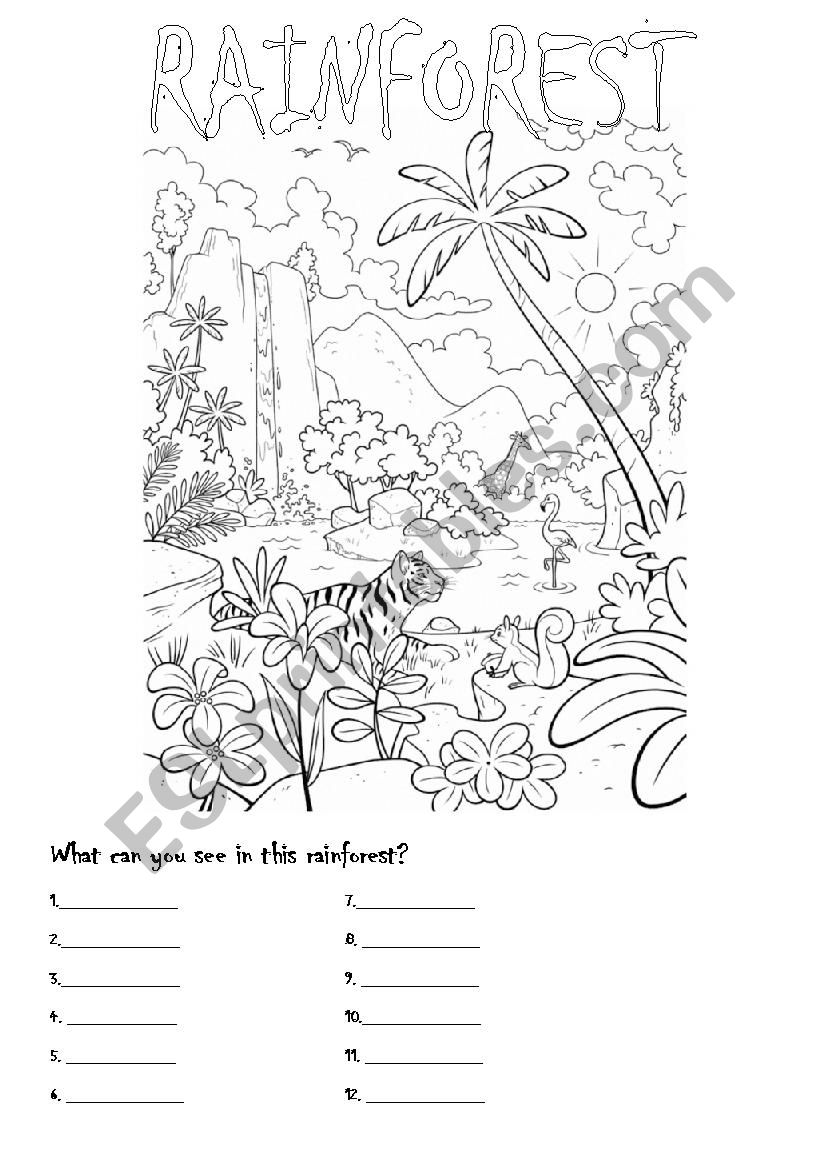 The rainforest worksheet