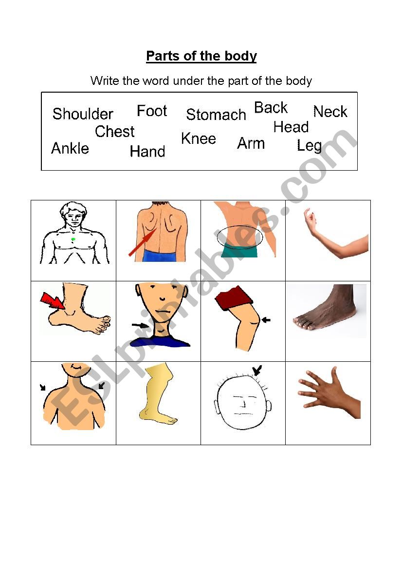 Match Body Parts worksheet