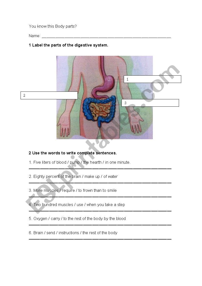 body parts worksheet