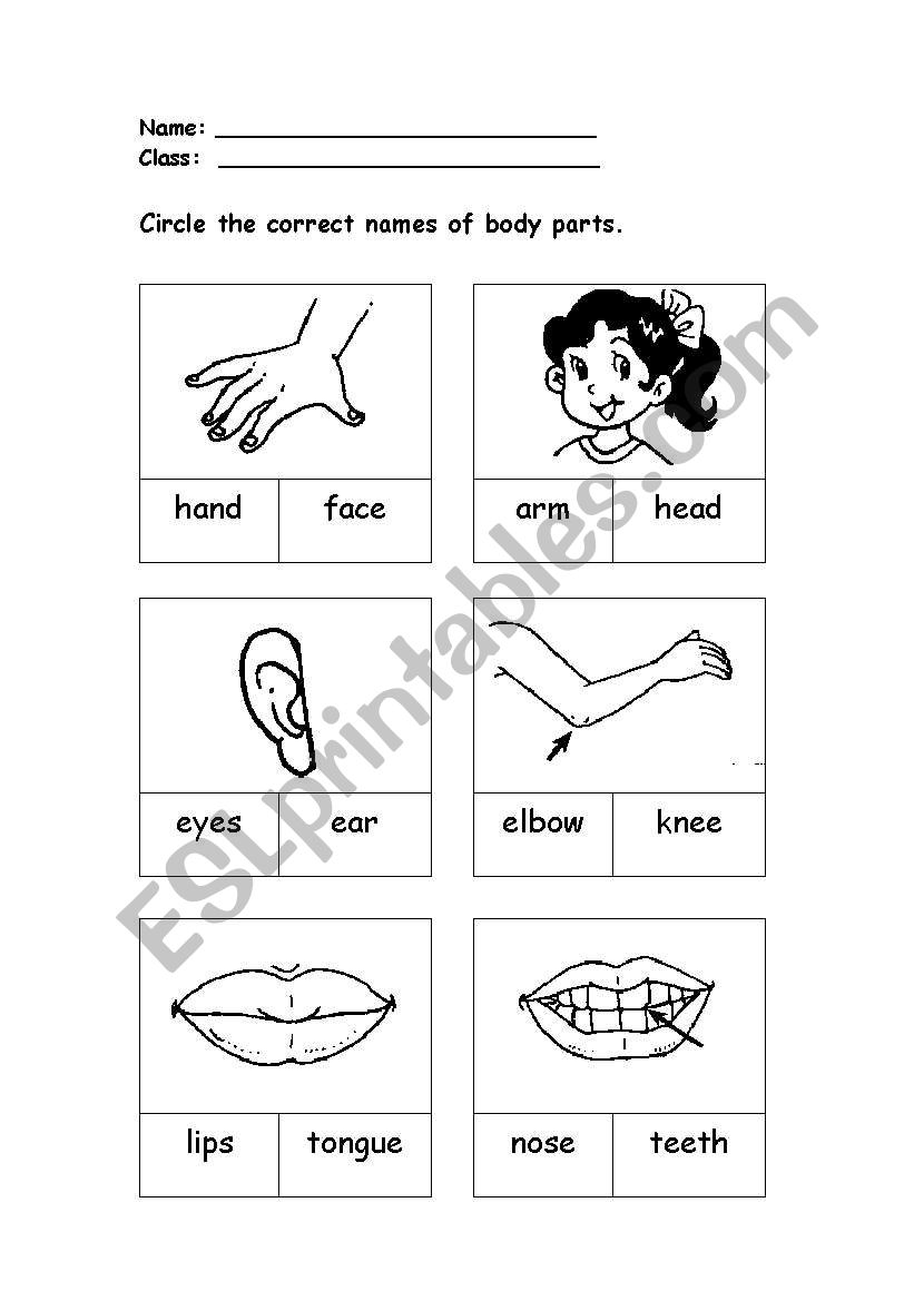 Parts of Body worksheet