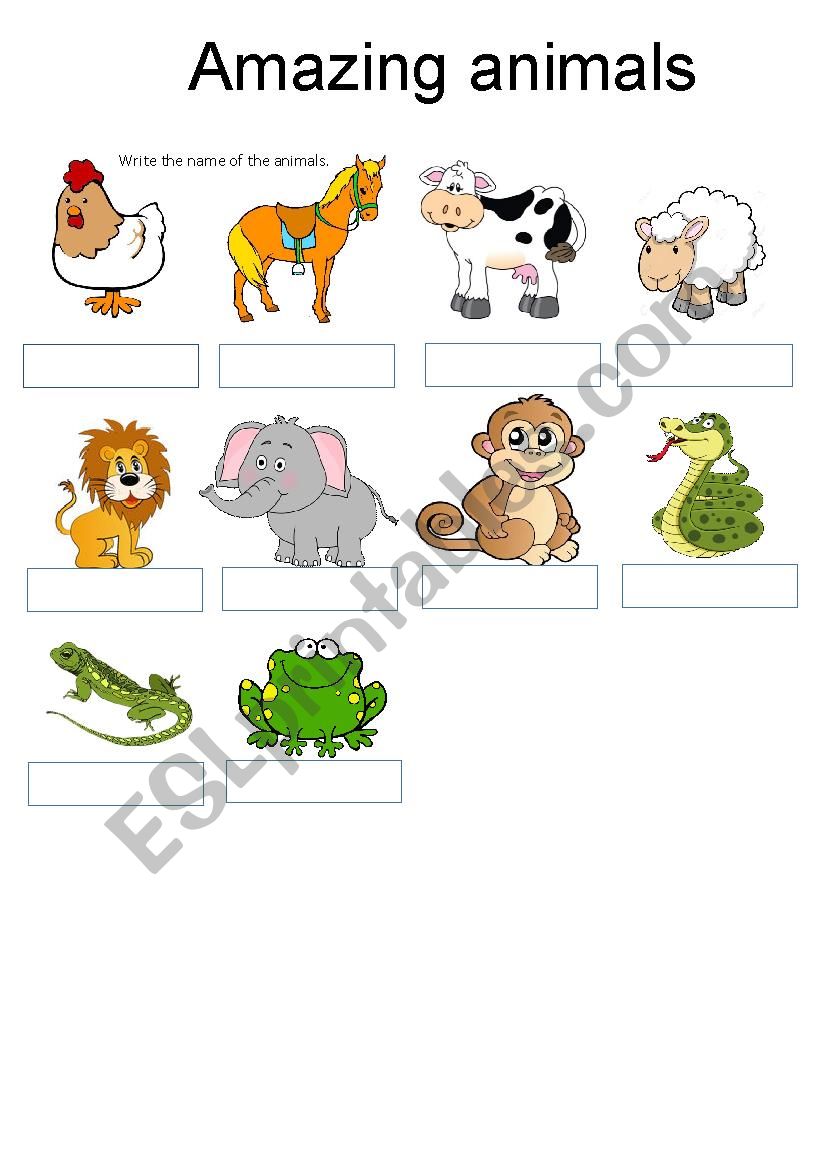 Animals worksheet