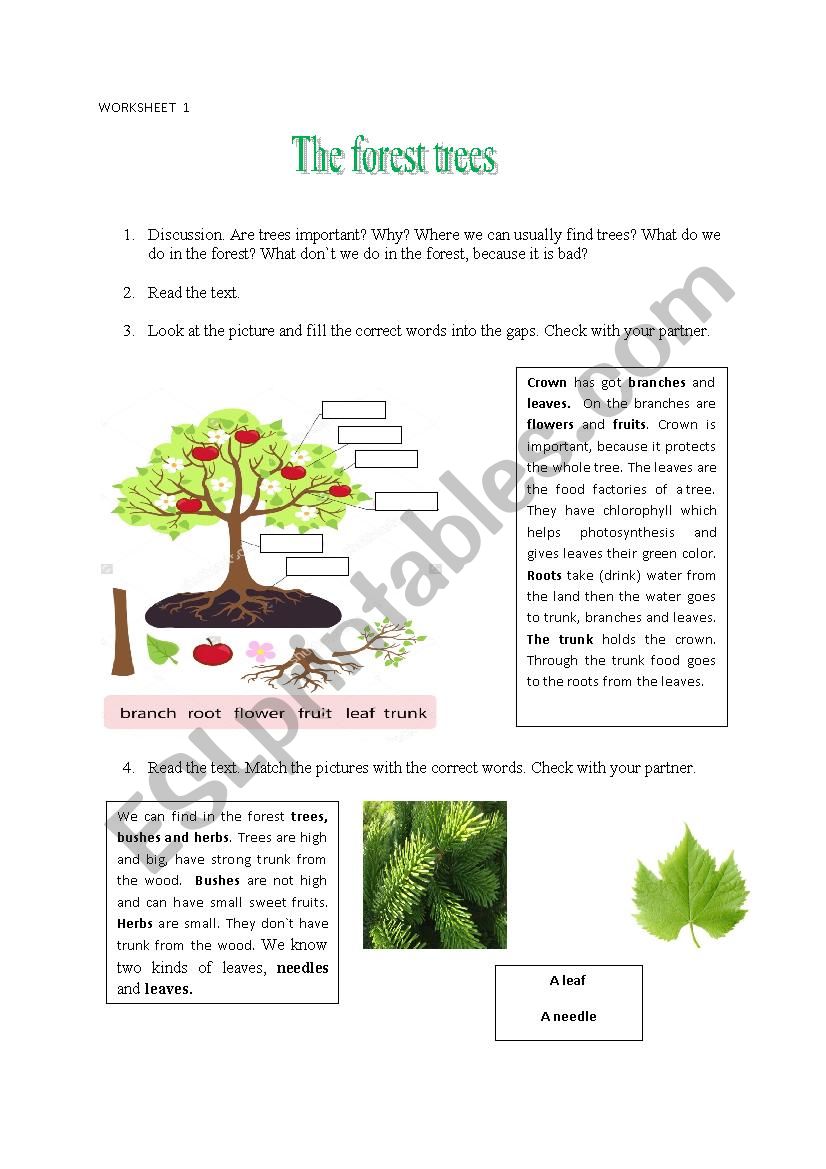 The forest trees worksheet