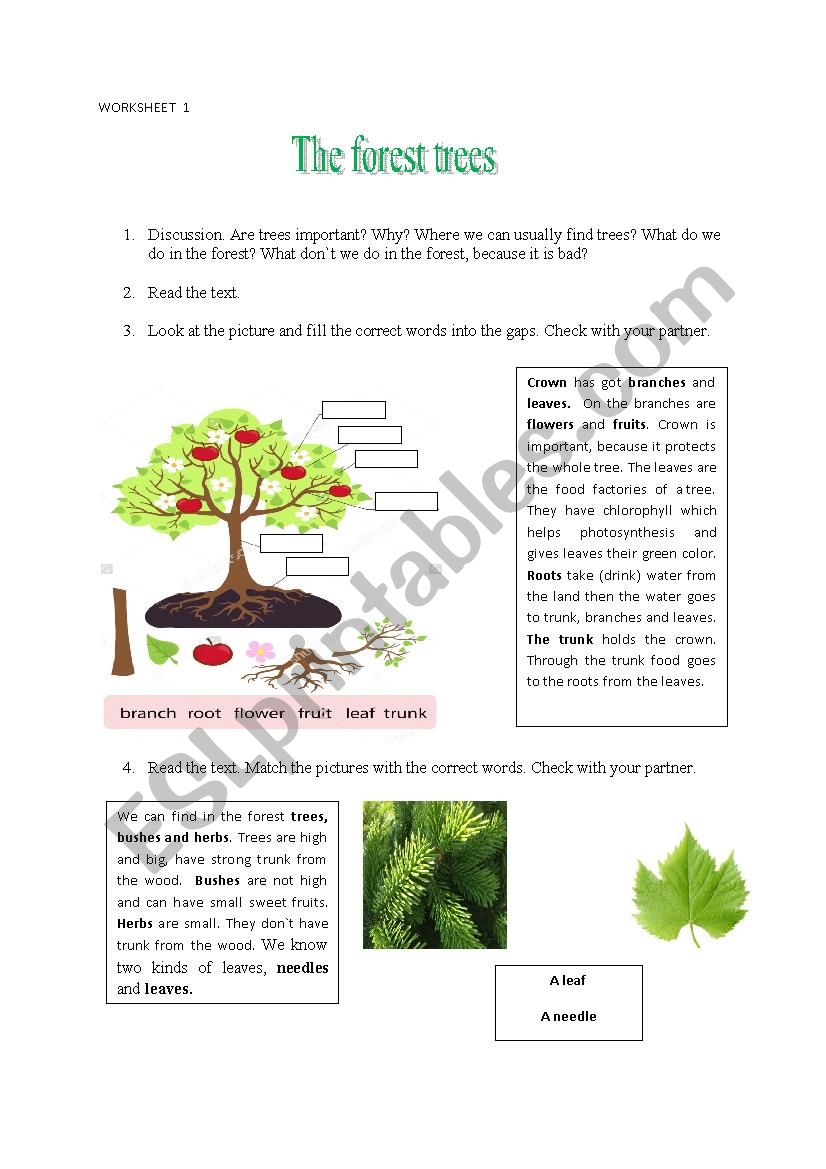 The forest trees worksheet