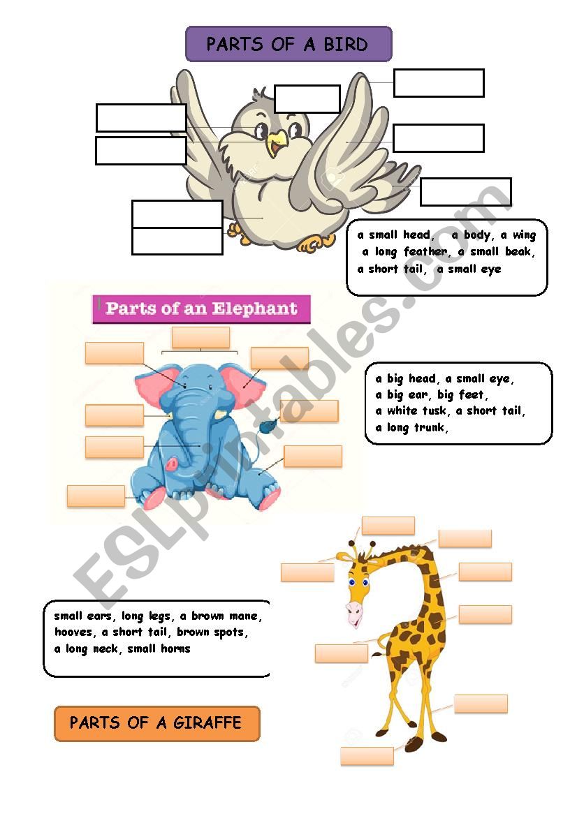 animal body parts worksheet